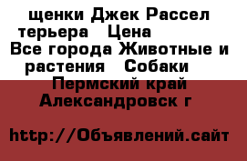 щенки Джек Рассел терьера › Цена ­ 27 000 - Все города Животные и растения » Собаки   . Пермский край,Александровск г.